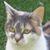 Amy Gagnon Cabot's profile image