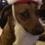 David Ostrowski's profile image