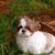 Lisa Smith's profile image