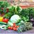 Veggie Boxx's profile image