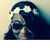 Shabie Herndon Anouar's profile image