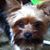 Nikki Schillaci's profile image