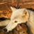 Debbie Kiesil Butcher's profile image