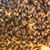 Ike's Bees's profile image