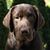 Brian Adams's profile image