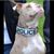 Roxanne Ward's profile image