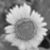 Wendy K. Ziegler's profile image