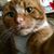 Lisa Bilger's profile image