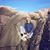 Anna Dahlman's profile image
