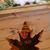 Sabrina St. Louis's profile image