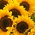 Marie Tagliarini Kelley's profile image