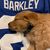 Sari Greene Altabet's profile image
