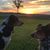 Susan Flores Gray's profile image