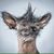 Andrew Fyles's profile image