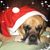 Kim Shafer's profile image