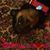 Shana Pinter's profile image