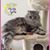 Lynne Ricketts's profile image
