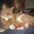 Nancy Powell's profile image