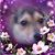 Judy ZoeZoe's profile image
