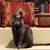 Ronda Illig's profile image