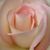 Violet LaMae's profile image