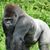 Sean Jurjevic's profile image