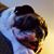 Bentley Oshea Sutton's profile image