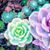 Sheree Burnworth Peters's profile image