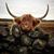 Sue Briggs Streeter's profile image