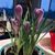 Audrey Gayle Thiessen Idler's profile image