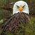 Orlando Rojas's profile image