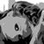 Shadi Ebrahimi's profile image