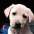Ron Koivisto's profile image