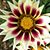 Diana Scriba's profile image