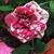 Rhonda Casher's profile image