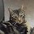 Lorrie Harris's profile image