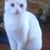 Sheila Ann Lacy's profile image