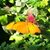 Francene Breton's profile image