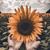 Nicole Marie Theus's profile image