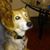 EI Lloyd's profile image