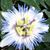 Laura Smith's profile image