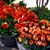Gilda Goodrich-Wesselink's profile image