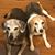 Melanie Bittinger Brockman's profile image