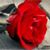 Rosie Garcia's profile image