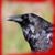Gary Brewer's profile image
