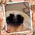 Joy Tripp Engle's profile image