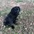 Pj Sharpe's profile image