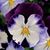 Viola Rode's profile image