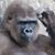 Phil Bondi's profile image