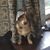 Bridgett Daniels Thornton's profile image